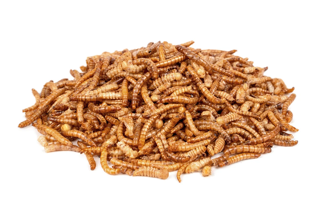 Deli Nature ChiX Meelwormen 200 Gr 2 Deli Nature ChiX Meelwormen 200 Gr - Afbeelding 2