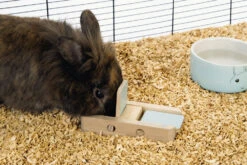 Beeztees Braingame Dorix Mint -Dierenwereld Aanbiedingen Winkel 0811116 sfeer1