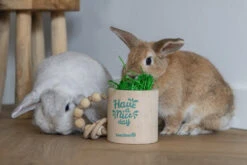 Beeztees Knaagdierspeelgoed Have A Nice Day -Dierenwereld Aanbiedingen Winkel 0811176 sfeer4