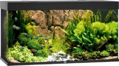 Juwel Aquarium Rio 350 LED Zwart