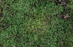 ESVE Scharrelmos Voor Pluimvee -Dierenwereld Aanbiedingen Winkel 8715001205508 2